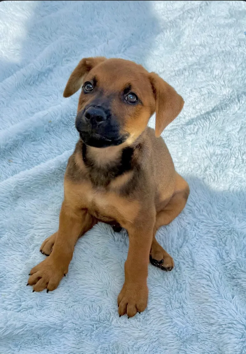 Pupper thumbnail 2