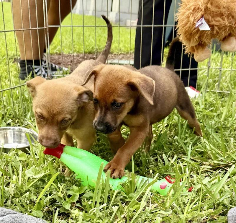 Pupper thumbnail 3