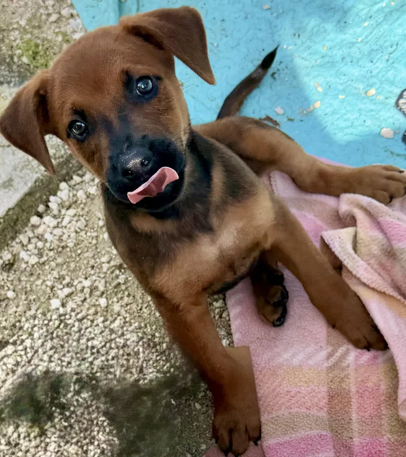 Pupper thumbnail 4