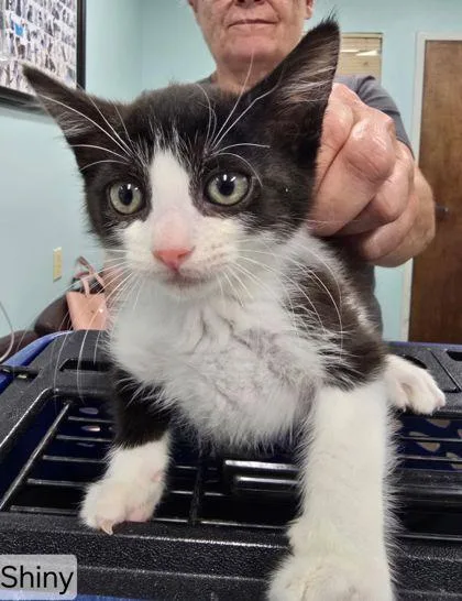 A baby medium-sized female Domestic Short Hair cat named Shiny for adoption in West Chester, PA