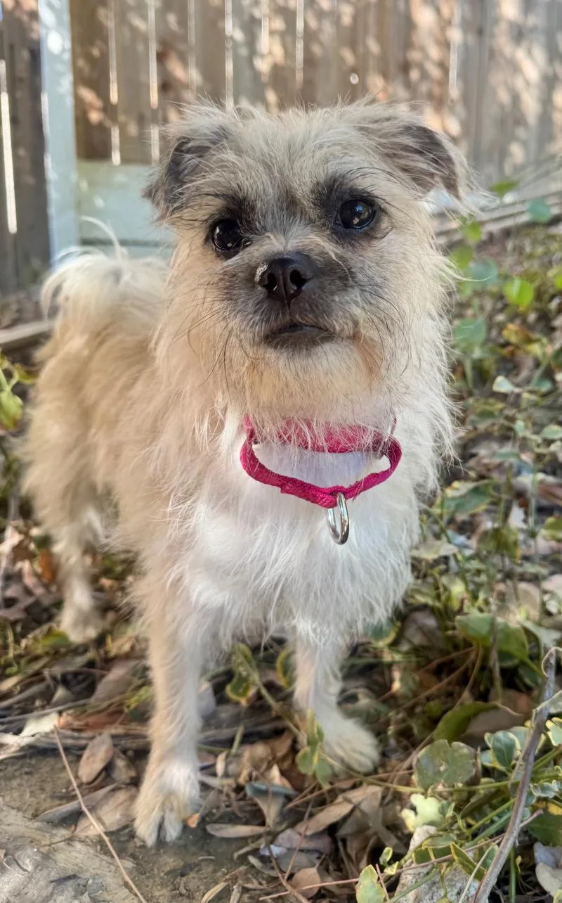 An adult small-sized female Yellow / Tan / Blond / Fawn Terrier dog named Trixie for adoption in Valley Village, CA
