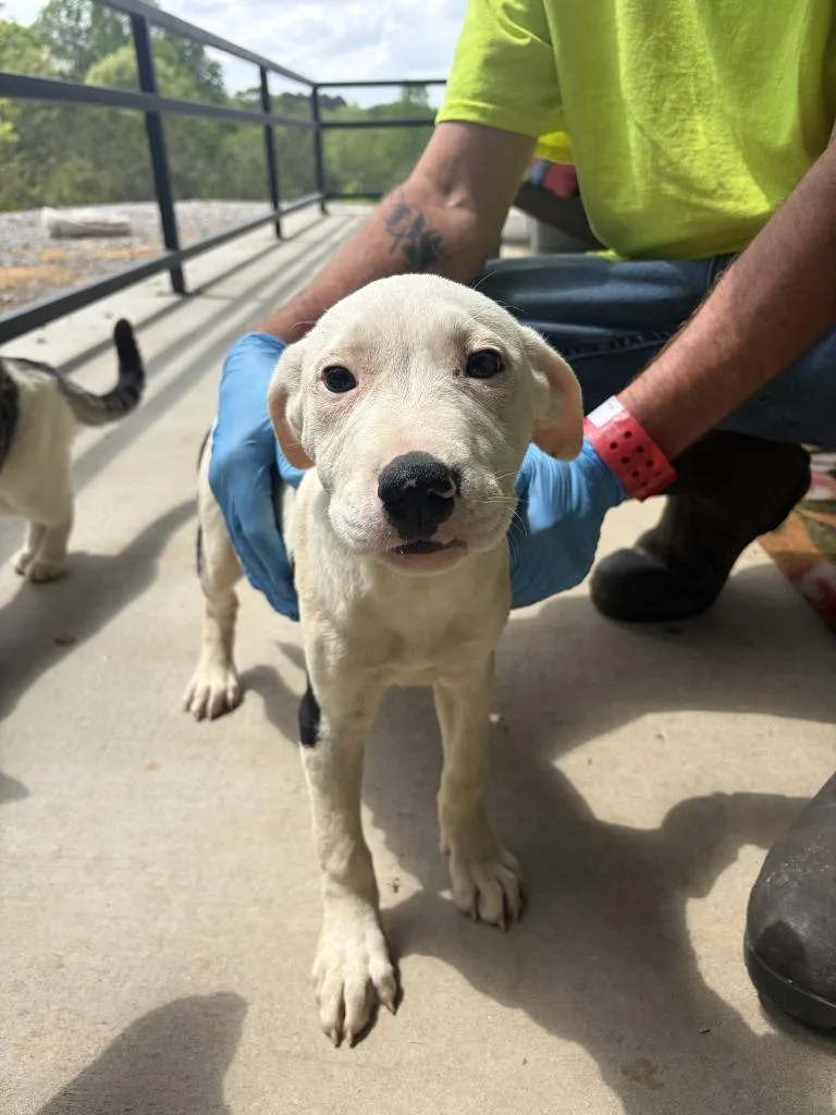 A baby medium-sized male Mixed Breed dog named Escobar for adoption in Lawrenceburg, TN