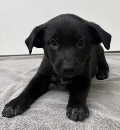 A young small-sized male Australian Shepherd dog named Jaguarundi for adoption in Phoenix, AZ