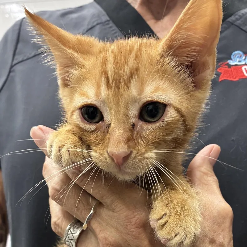 A baby small-sized male Orange / Red Domestic Short Hair cat named Fanta for adoption in Folsom, LA