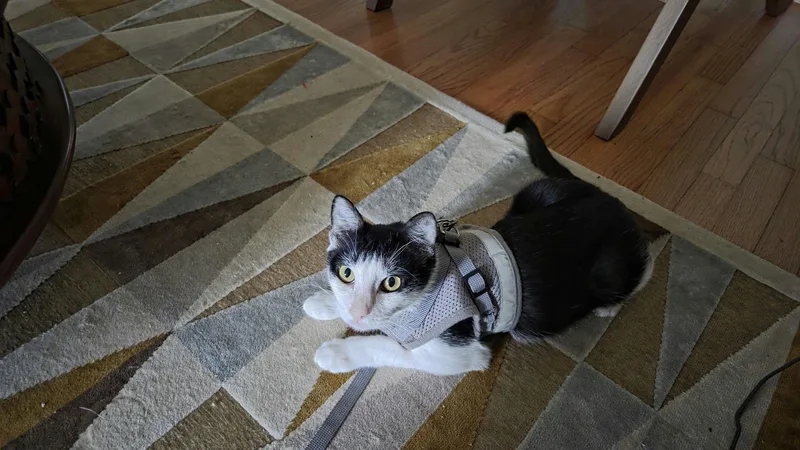 An adult medium-sized female Black & White / Tuxedo Domestic Short Hair cat named Clawdia for adoption in Houston, TX