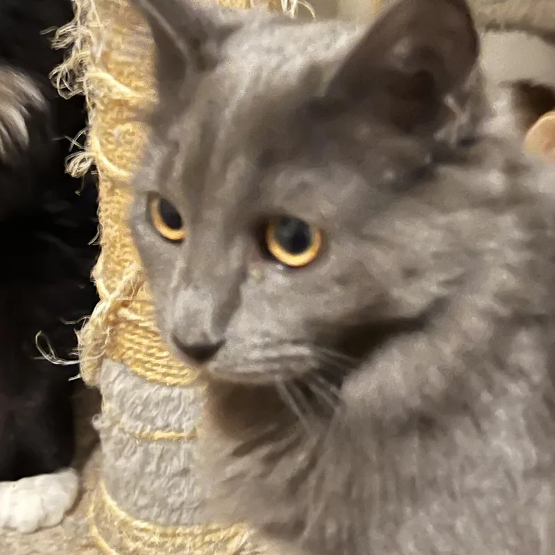 A young small-sized female Gray / Blue / Silver Domestic Long Hair cat named Isabella for adoption in Mesa, AZ