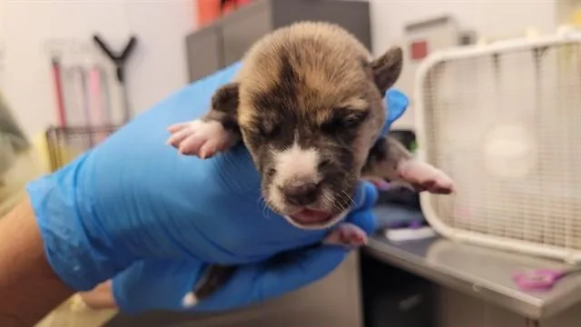 A baby small-sized female German Shepherd Dog dog named Lil Bit for adoption in Tucson, AZ