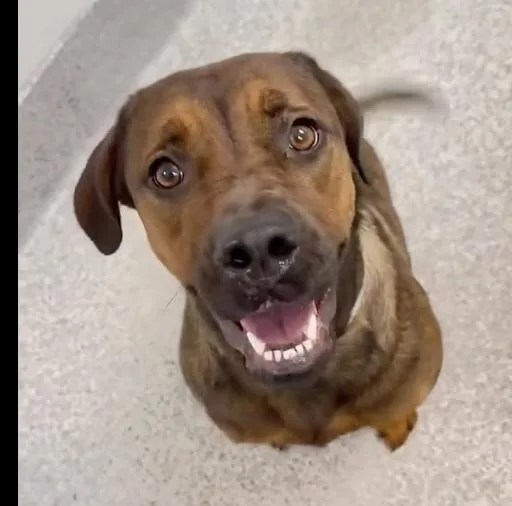 A young medium-sized female Labrador Retriever dog named Ivy for adoption in Houston, TX