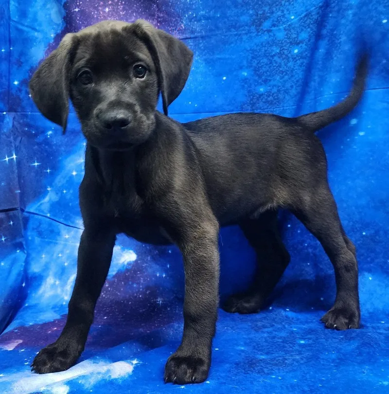 Larkspur thumbnail 2