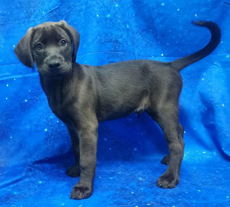 Larkspur thumbnail 3