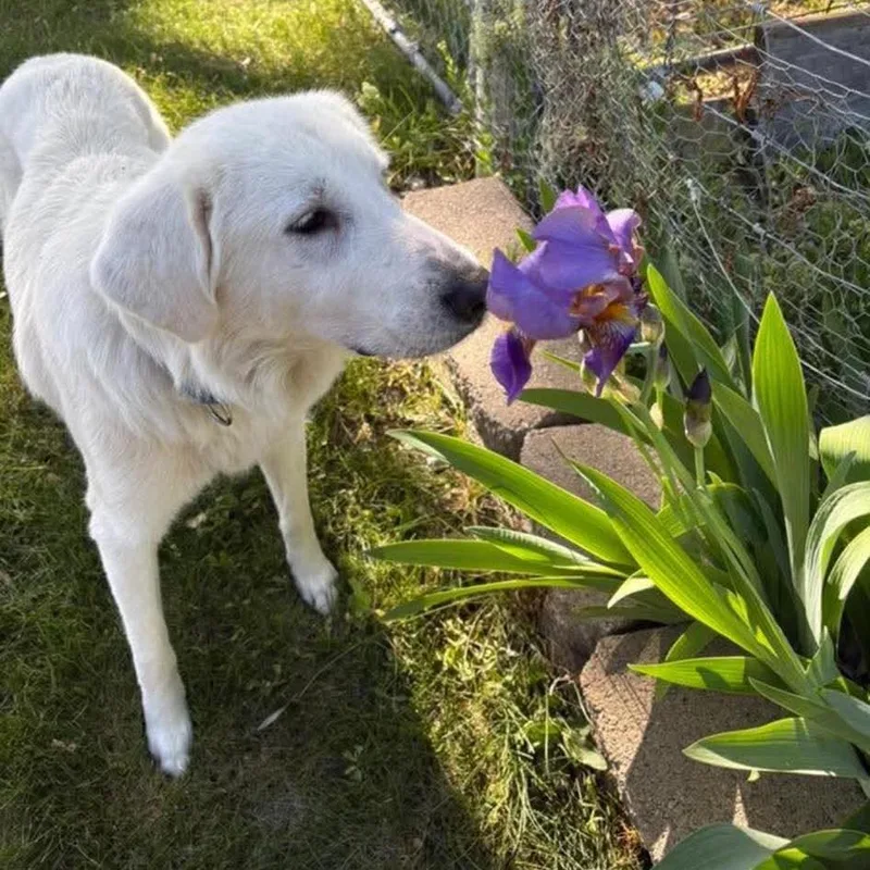 An adult large-sized female White / Cream Great Pyrenees dog named Angel for adoption in Nampa, ID