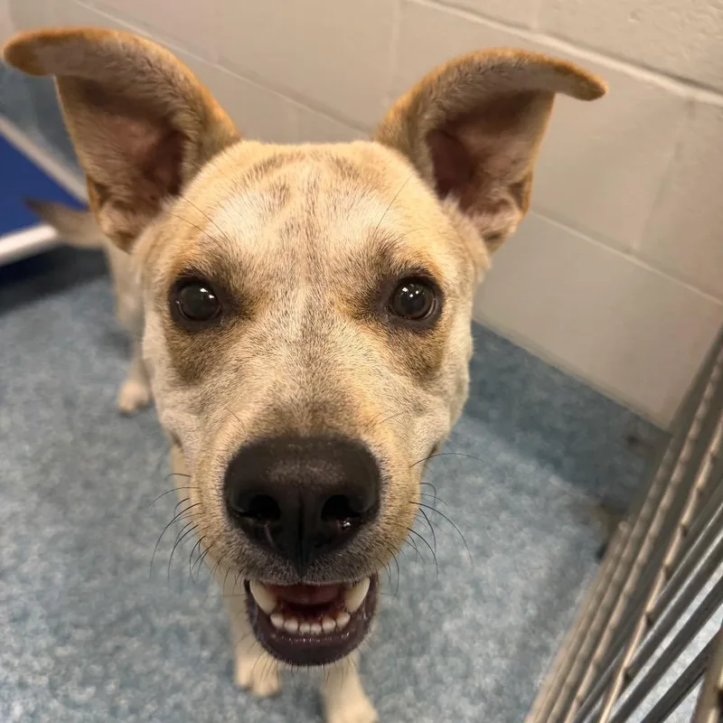 A young medium-sized male Apricot / Beige Mixed Breed dog named Couch Potato for adoption in Greensboro, NC