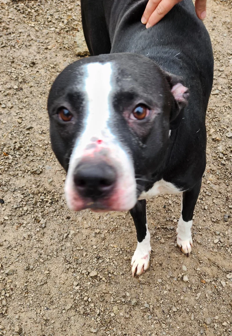 Twizzler thumbnail 2