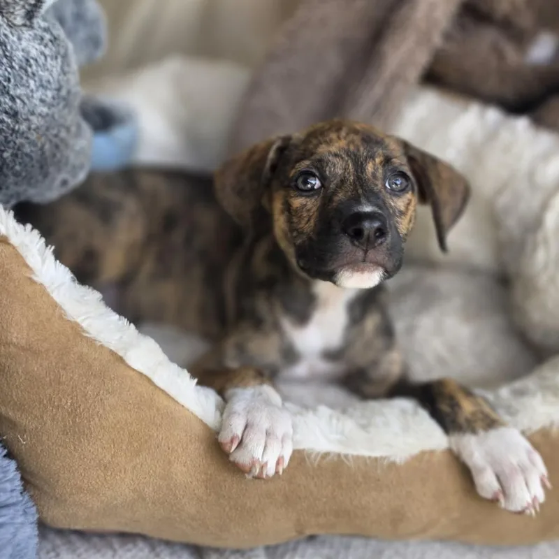 A baby medium-sized female Brindle Mixed Breed dog named Jewel for adoption in Cleveland, TX