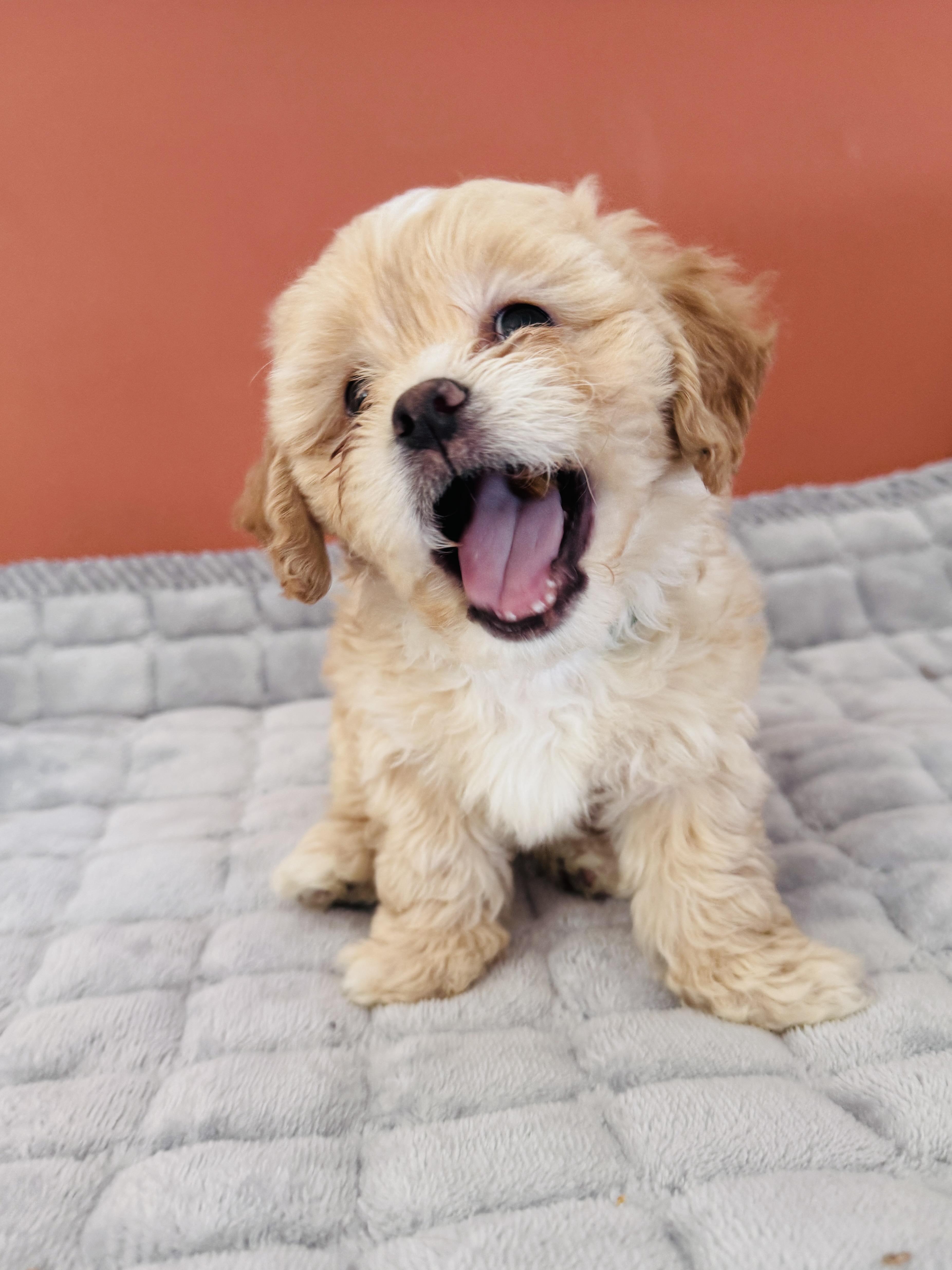 A baby small-sized male Shih Tzu dog named Skyler for adoption in Palatine, IL