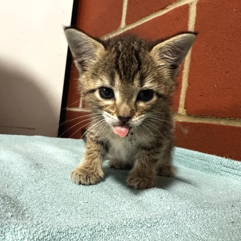 A baby small-sized female Brown / Chocolate Domestic Short Hair cat named Eevee for adoption in Cabot, AR