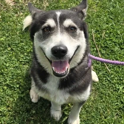 An adult medium-sized female Siberian Husky dog named Clarice for adoption in Philadelphia, PA