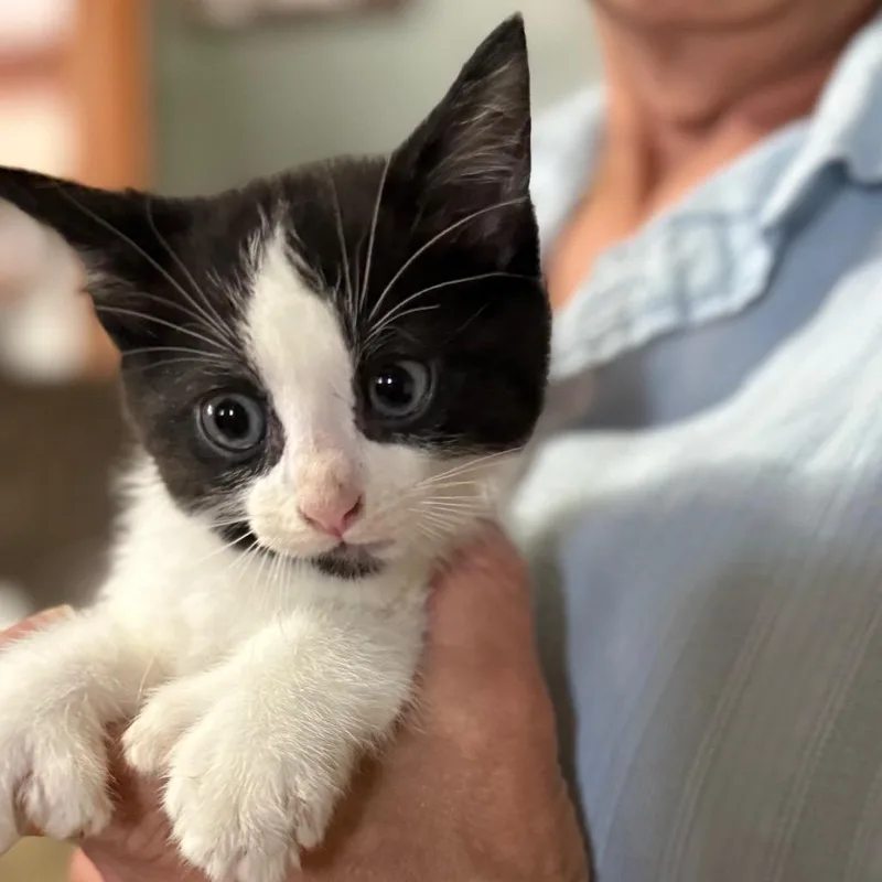A baby small-sized female Black & White / Tuxedo Domestic Short Hair cat named Thumbelina for adoption in Lancaster, OH