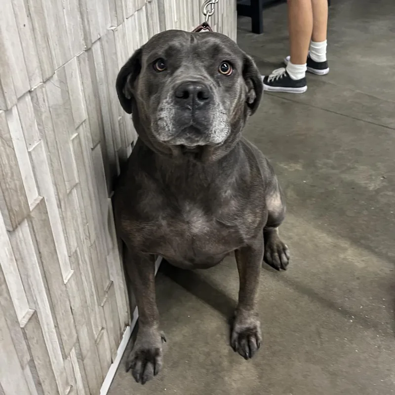An adult large-sized female Gray / Blue / Silver Cane Corso dog named Chloe Chanel for adoption in Tampa, FL