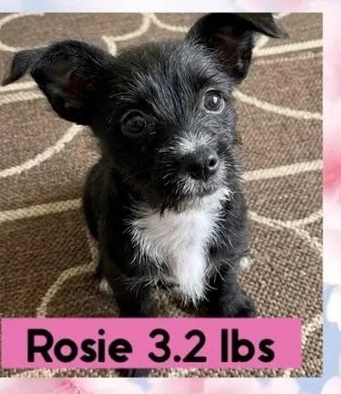 Rosie