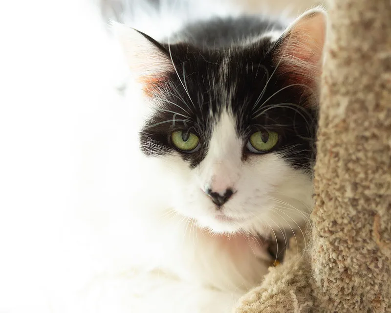 A senior large-sized female Black & White / Tuxedo Domestic Long Hair cat named Pippin for adoption in Marana, AZ