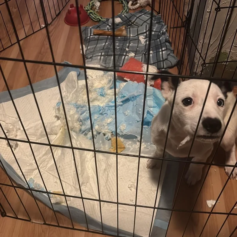 A baby small-sized female White / Cream Mixed Breed dog named Opal for adoption in Buffalo, MN