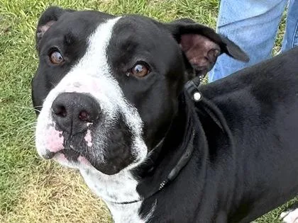 An adult large-sized male Black Mixed Breed dog named Obiwan for adoption in Georgetown, TX