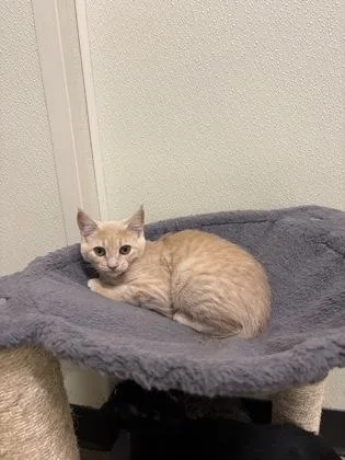 A young medium-sized female American Shorthair cat named Duchess for adoption in Cashiers, NC