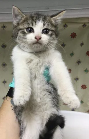 A young small-sized female Domestic Short Hair cat named Maggie for adoption in Riverside, CA