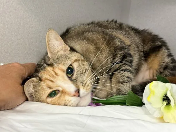A young medium-sized female Domestic Short Hair cat named Linda Cod for adoption in New York, NY
