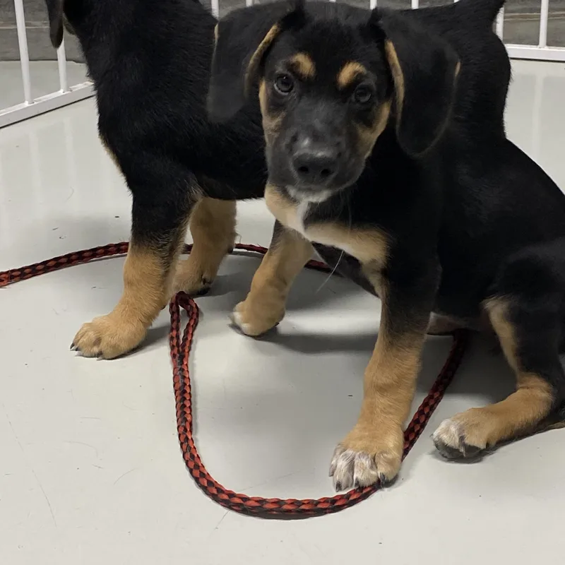 A baby medium-sized female Black Beagle dog named Cookie for adoption in Hartford, KY