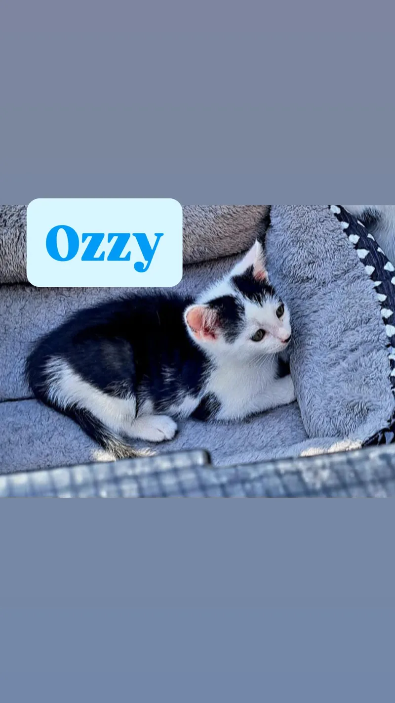A baby medium-sized male Tuxedo cat named Ozzy for adoption in Crown Point, IN