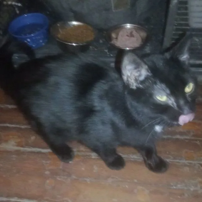 Schwartz thumbnail 2