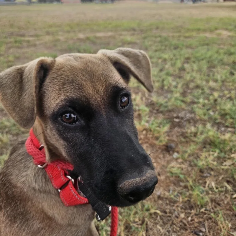 A baby small-sized female Brown / Chocolate Black Mouth Cur dog named Mamba for adoption in Odessa, TX
