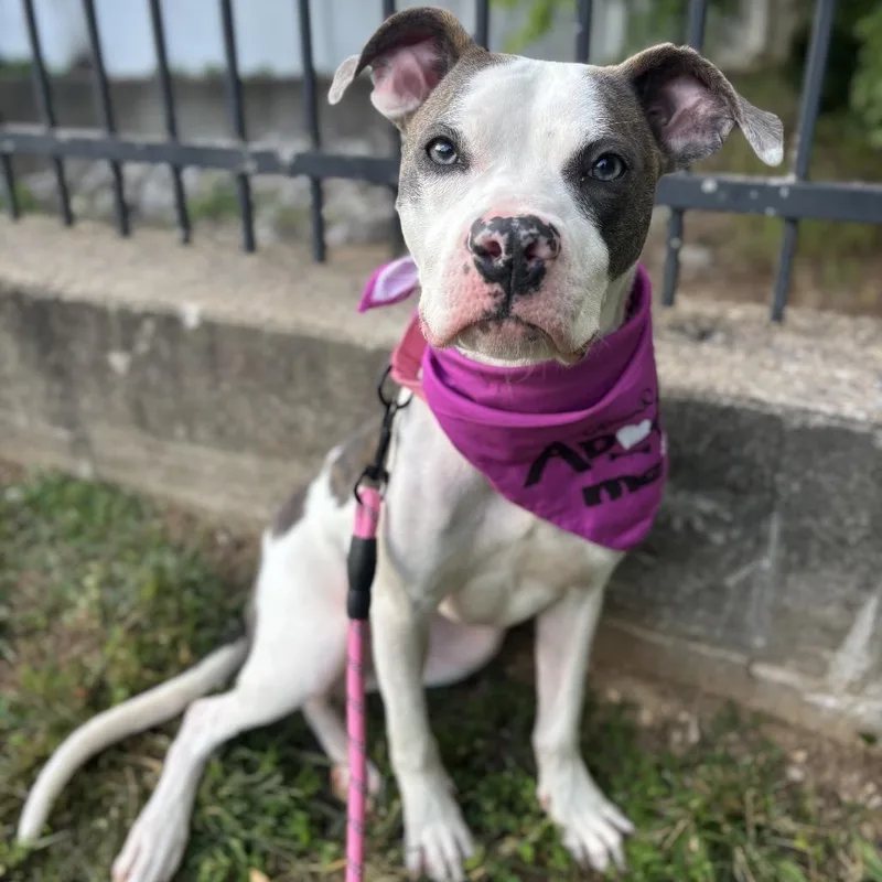 A young medium-sized female White / Cream Terrier dog named Harley for adoption in O'Fallon, MO
