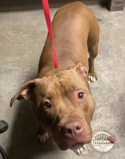 An adult large-sized female Pit Bull Terrier dog named Flower for adoption in Bowling Green, KY