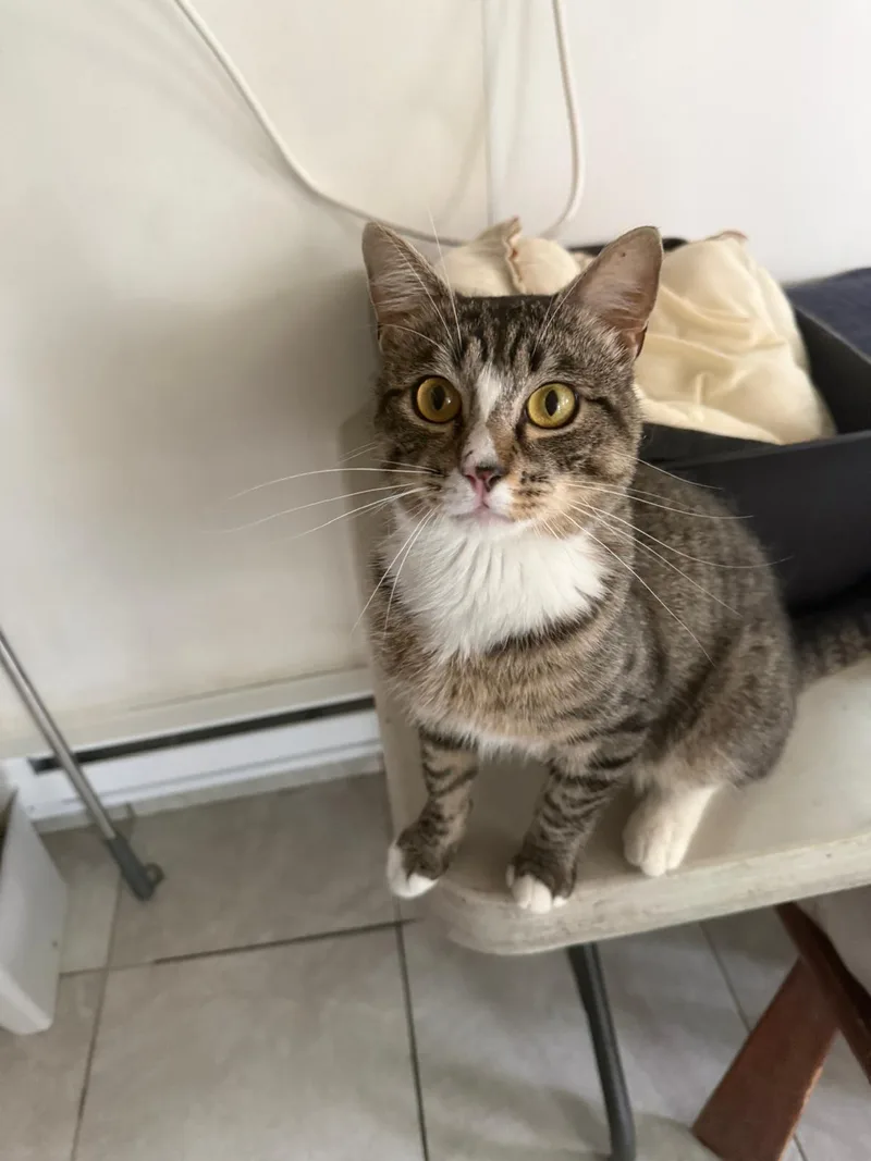 A young medium-sized male Tabby (Brown / Chocolate) Domestic Short Hair cat named Jasper for adoption in South Ozone Park, NY
