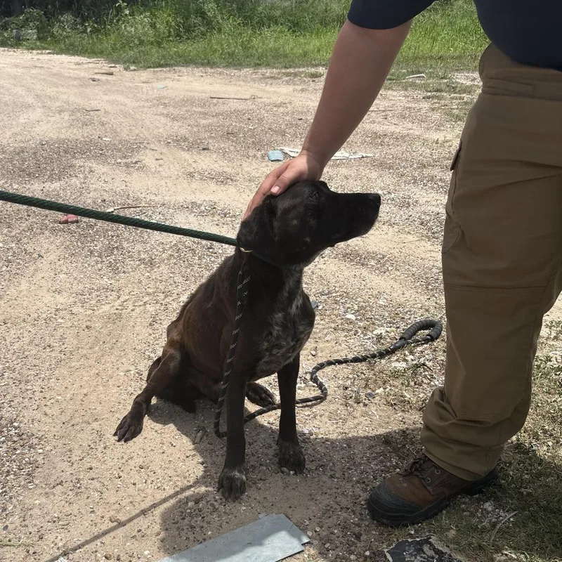 A young medium-sized male Black Mixed Breed dog named Ru Paul for adoption in Austin, TX