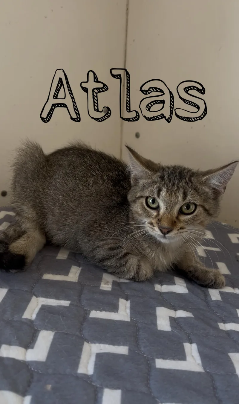A baby medium-sized male Siamese cat named Atlas for adoption in Tyler, TX
