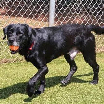 An adult medium-sized male Labrador Retriever dog named Ozzy for adoption in Danbury, CT