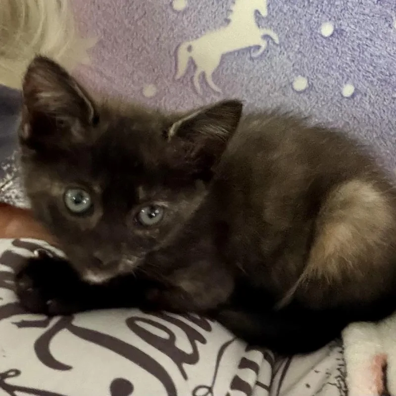 A baby small-sized female Tortoiseshell Domestic Short Hair cat named Tabitha for adoption in Jupiter, FL