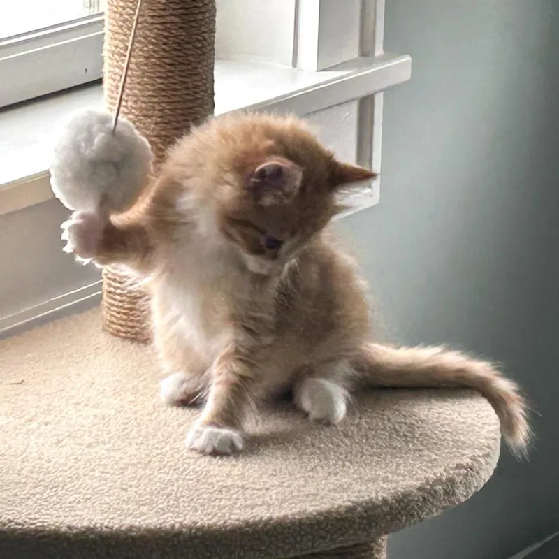 A baby small-sized female Orange / Red Domestic Medium Hair cat named Frank for adoption in Harrisonburg, VA