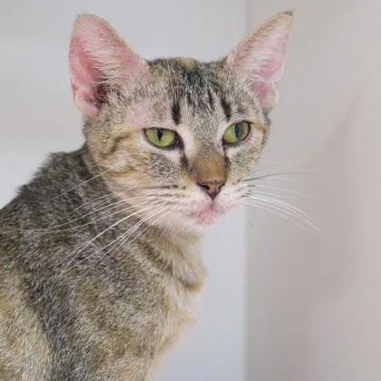An adult medium-sized female Domestic Short Hair cat named Sparkles for adoption in Verona, WI