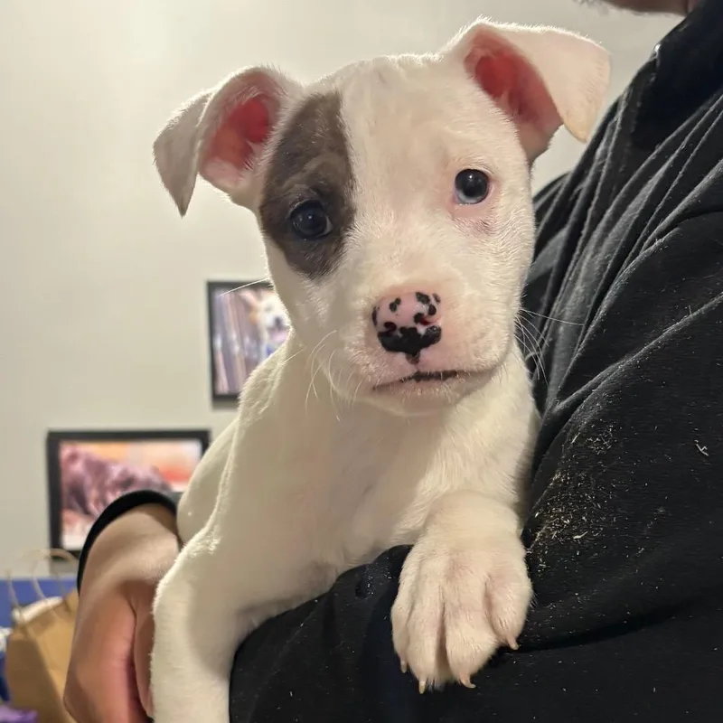 A baby medium-sized female White / Cream Mixed Breed dog named Marlie for adoption in Wappingers Falls, NY