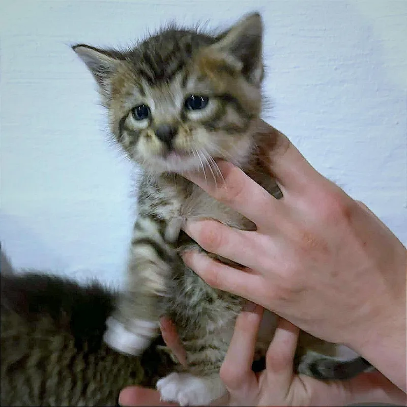 A baby small-sized male Brown / Chocolate Domestic Short Hair cat named Zepplin for adoption in Hannibal, MO