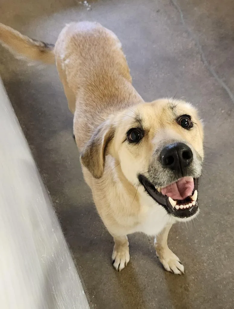 A young medium-sized female German Shepherd Dog dog named Smiley for adoption in Belton, TX