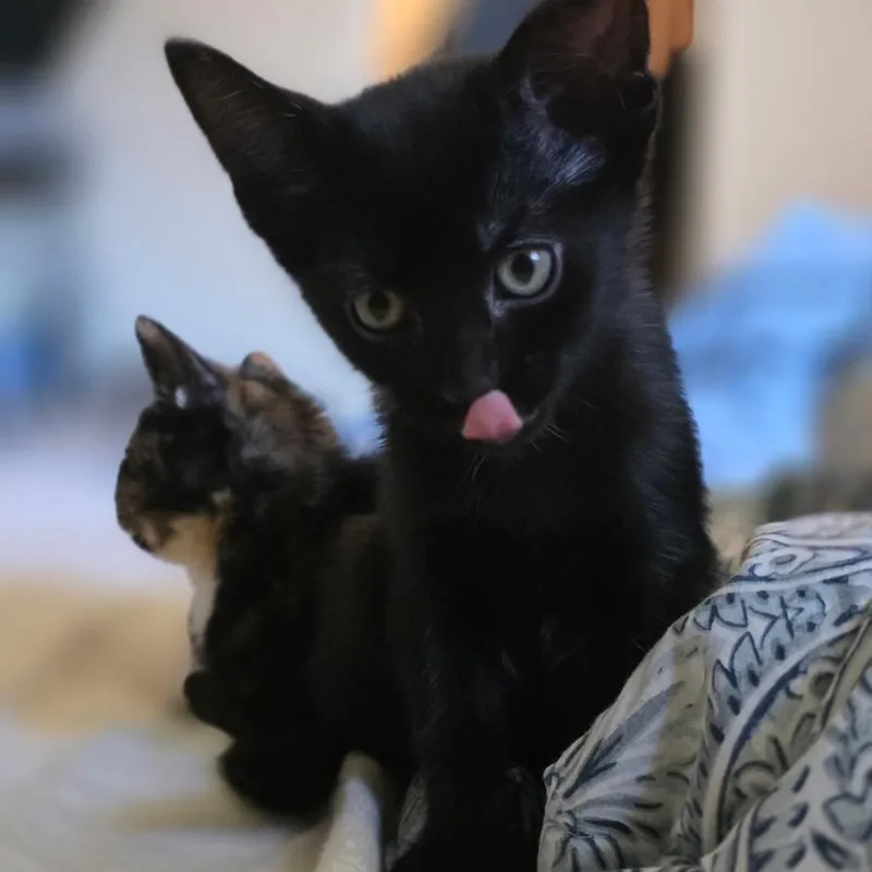 A baby small-sized female Black Domestic Short Hair cat named Soot for adoption in Tustin, CA