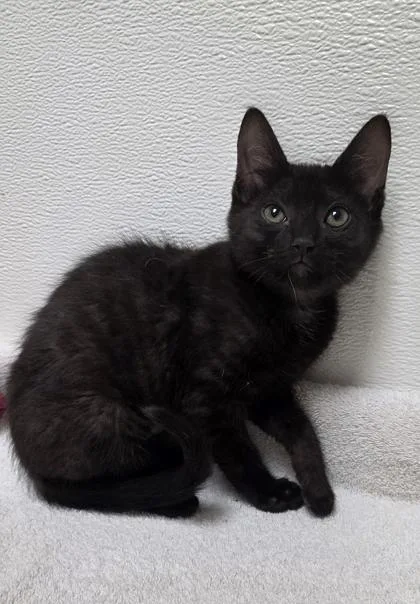 A young small-sized female Domestic Short Hair cat named Flippa for adoption in Phoenix, AZ