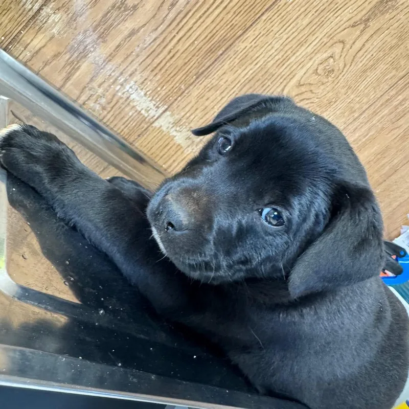 A baby small-sized male Black Mixed Breed dog named Slim Shady for adoption in Columbiana, AL