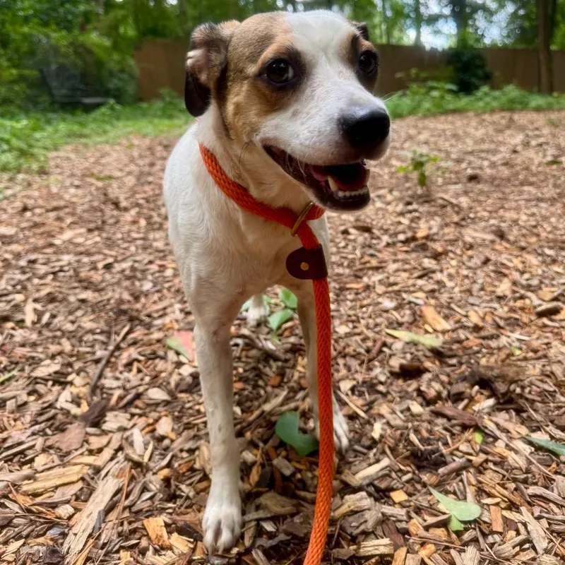 An adult small-sized male White / Cream Mixed Breed dog named Howie for adoption in Decatur, GA